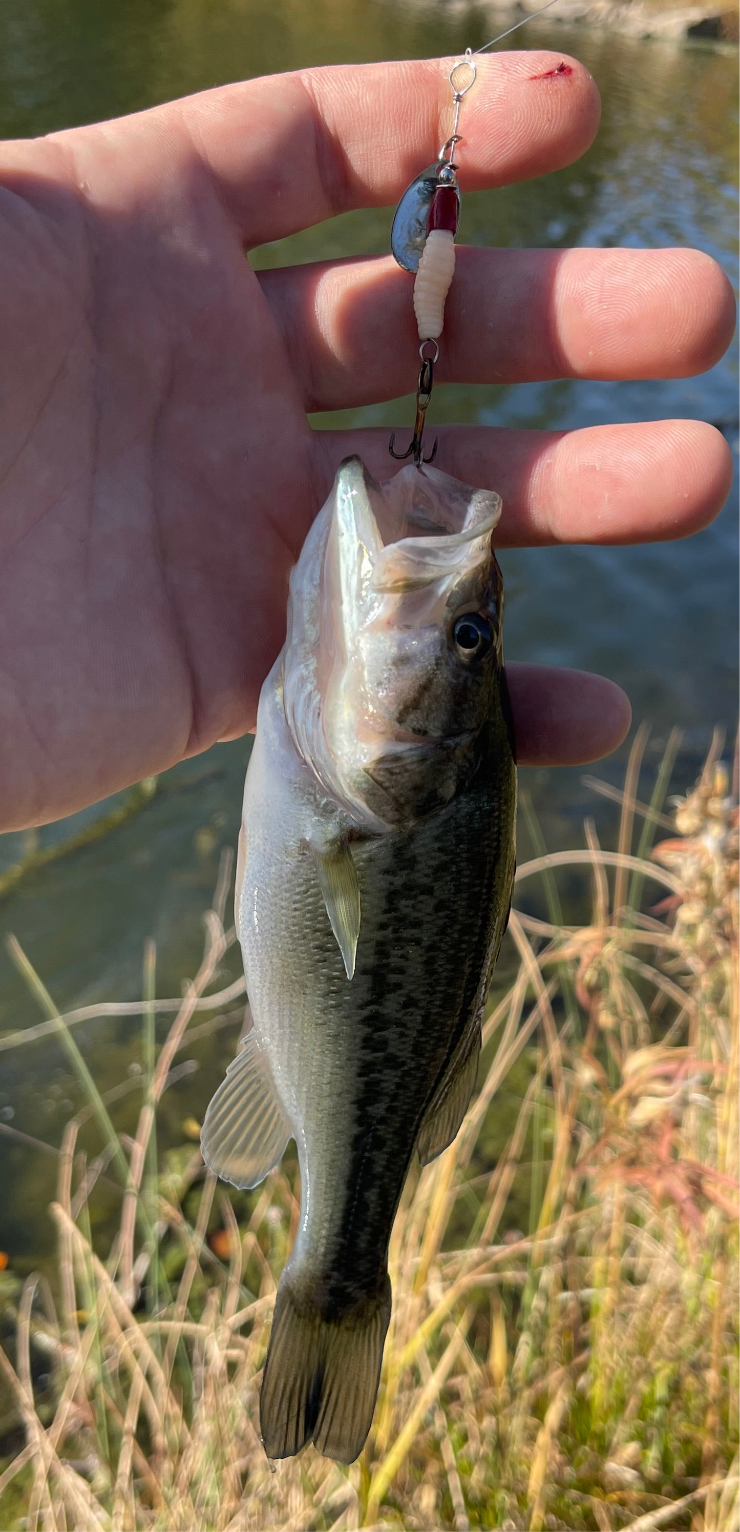 The Flying Grub