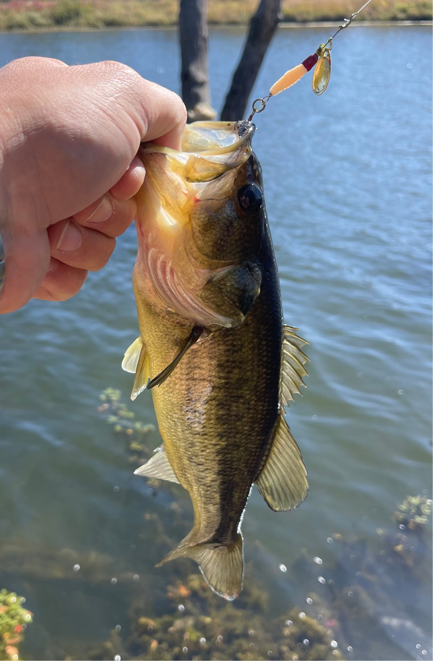 The Flying Grub