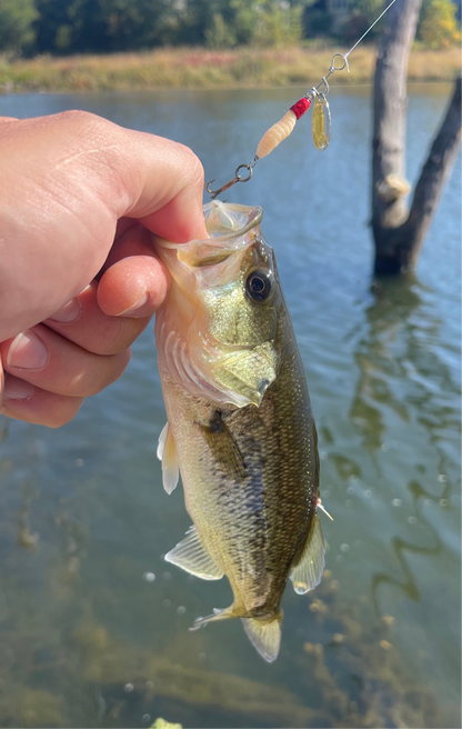 The Flying Grub
